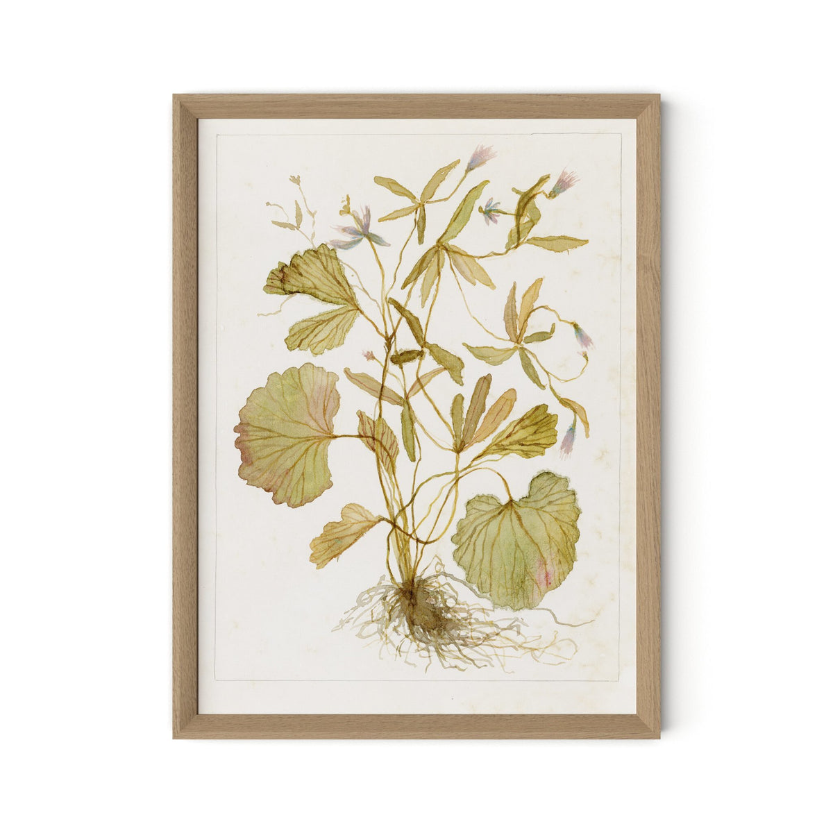 Ranunculs Abortivus No. 1 By Laurel-Dawn Latshaw - Four Hands (254410-005)