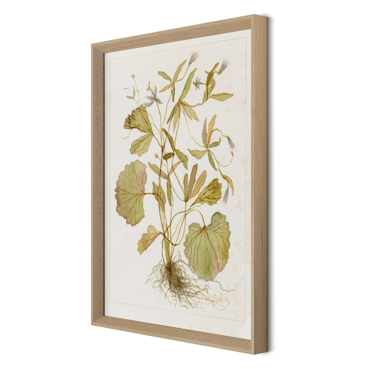Ranunculs Abortivus No. 1 By Laurel-Dawn Latshaw