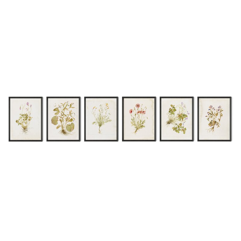 Herbarium Set By Laurel Dawn Latshaw