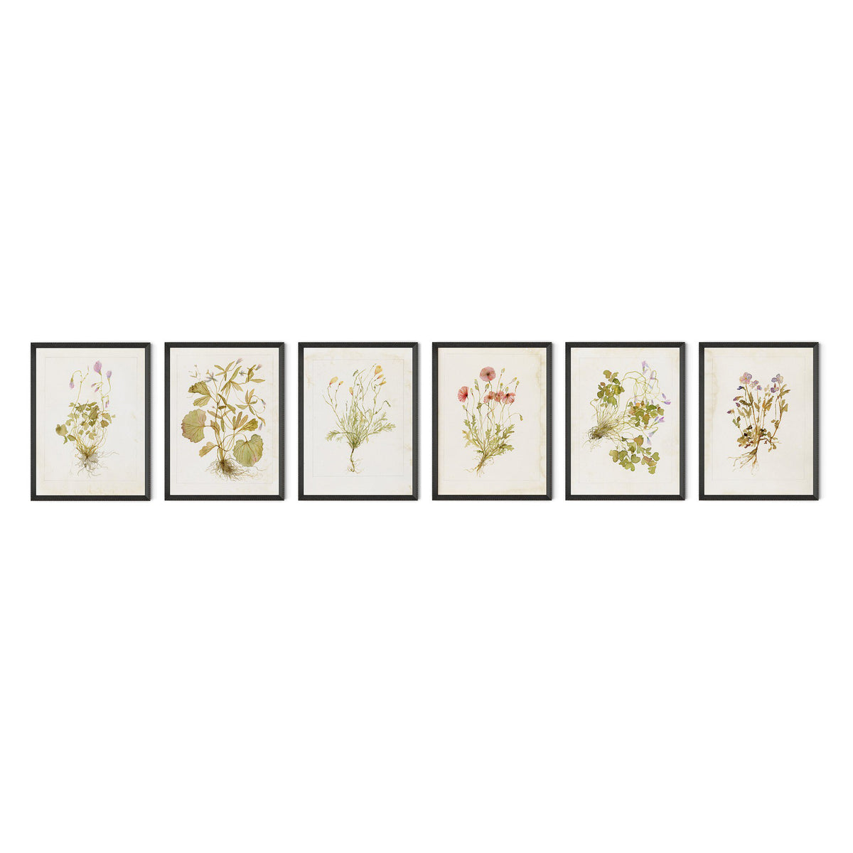 a row of framed pictures of flowers