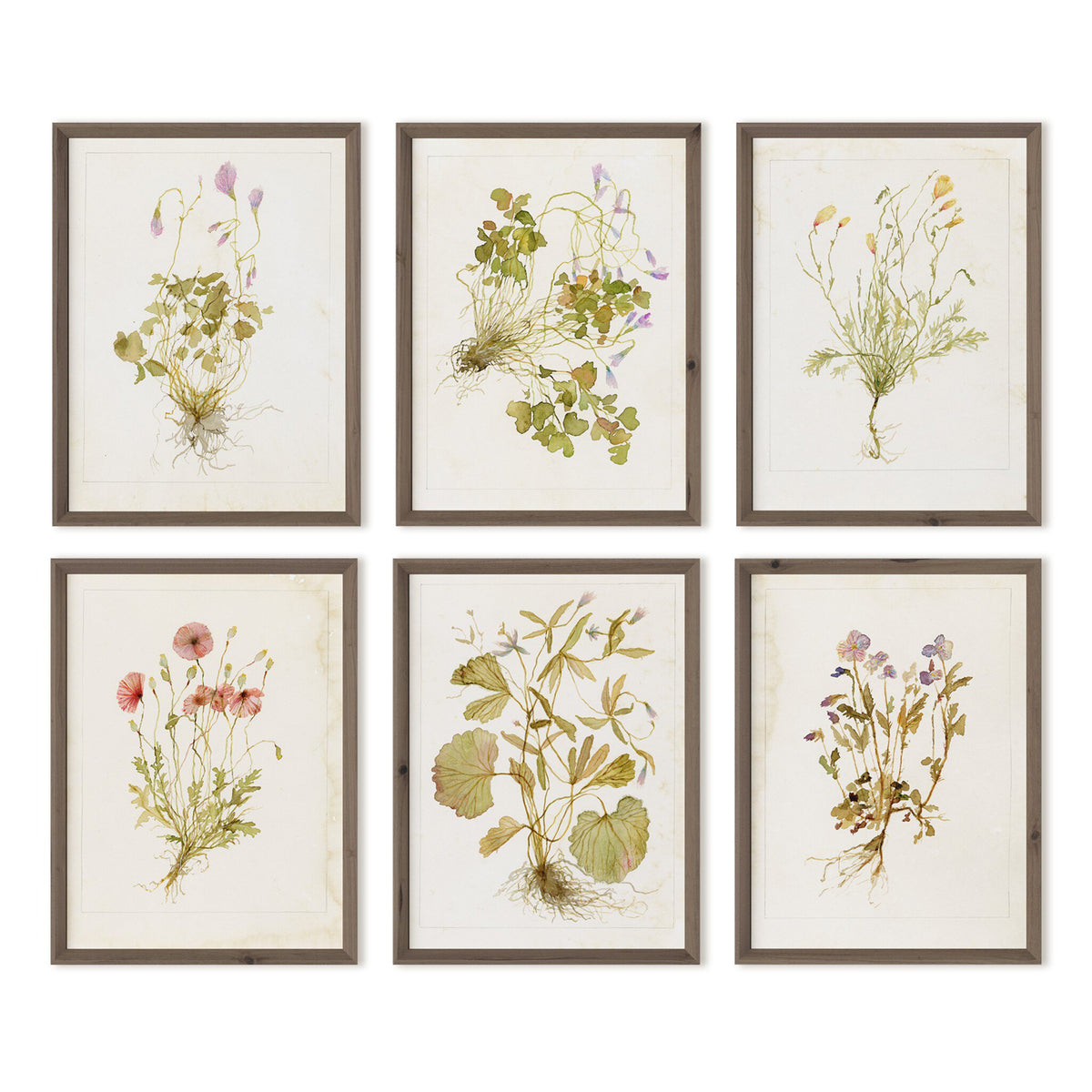 Herbarium Set By Laurel Dawn Latshaw