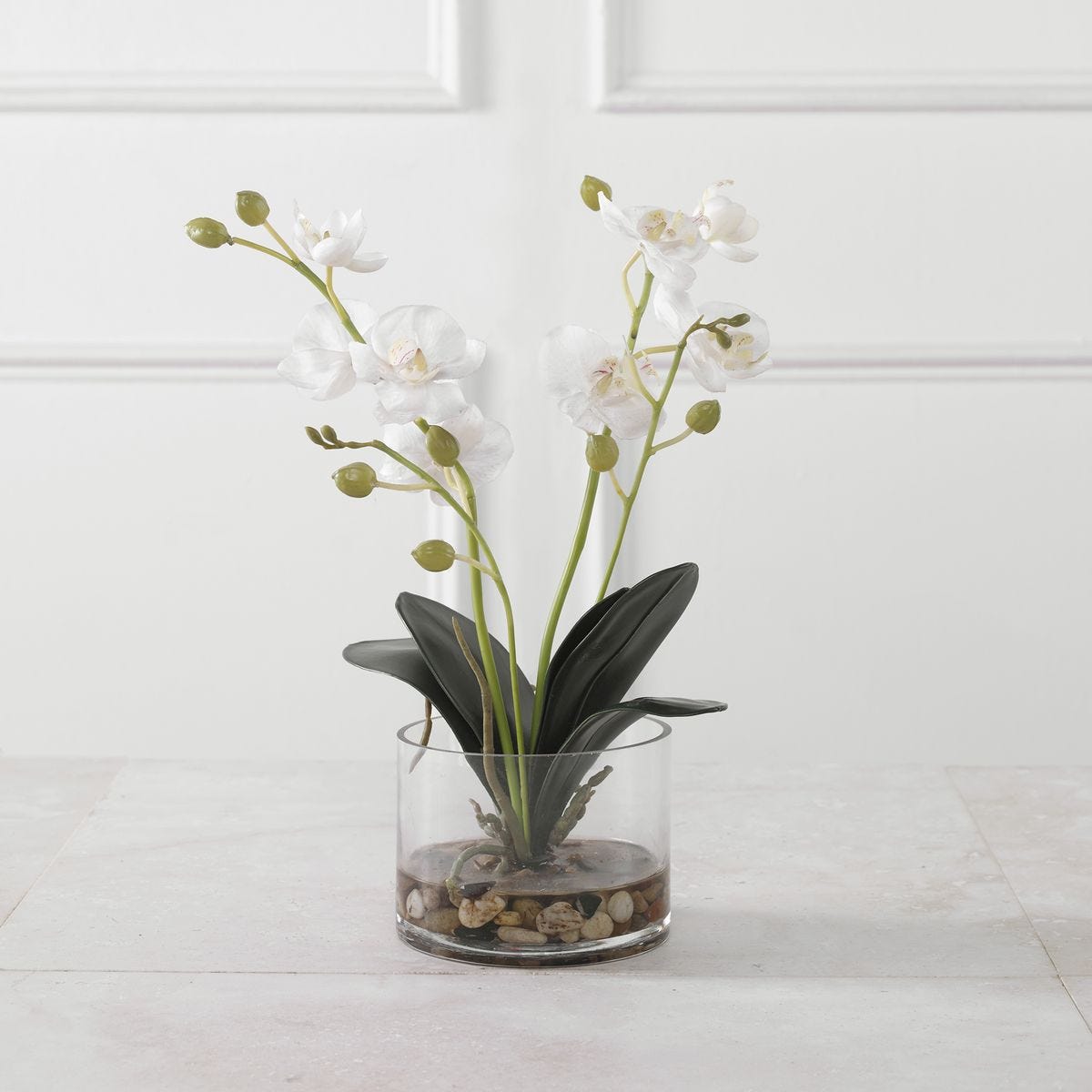 Glory Orchid, White