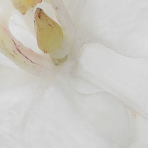 Glory Orchid, White