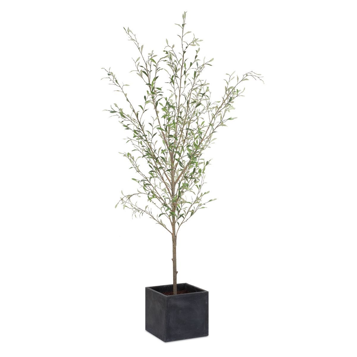 Abundance Potted Olive Tree