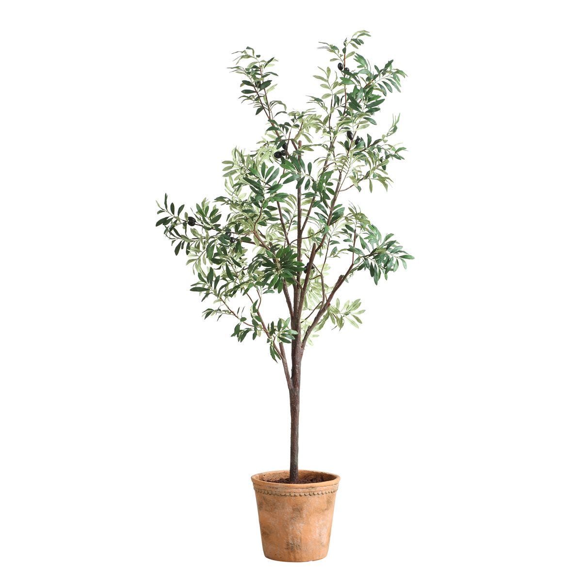 Olea Potted Olive