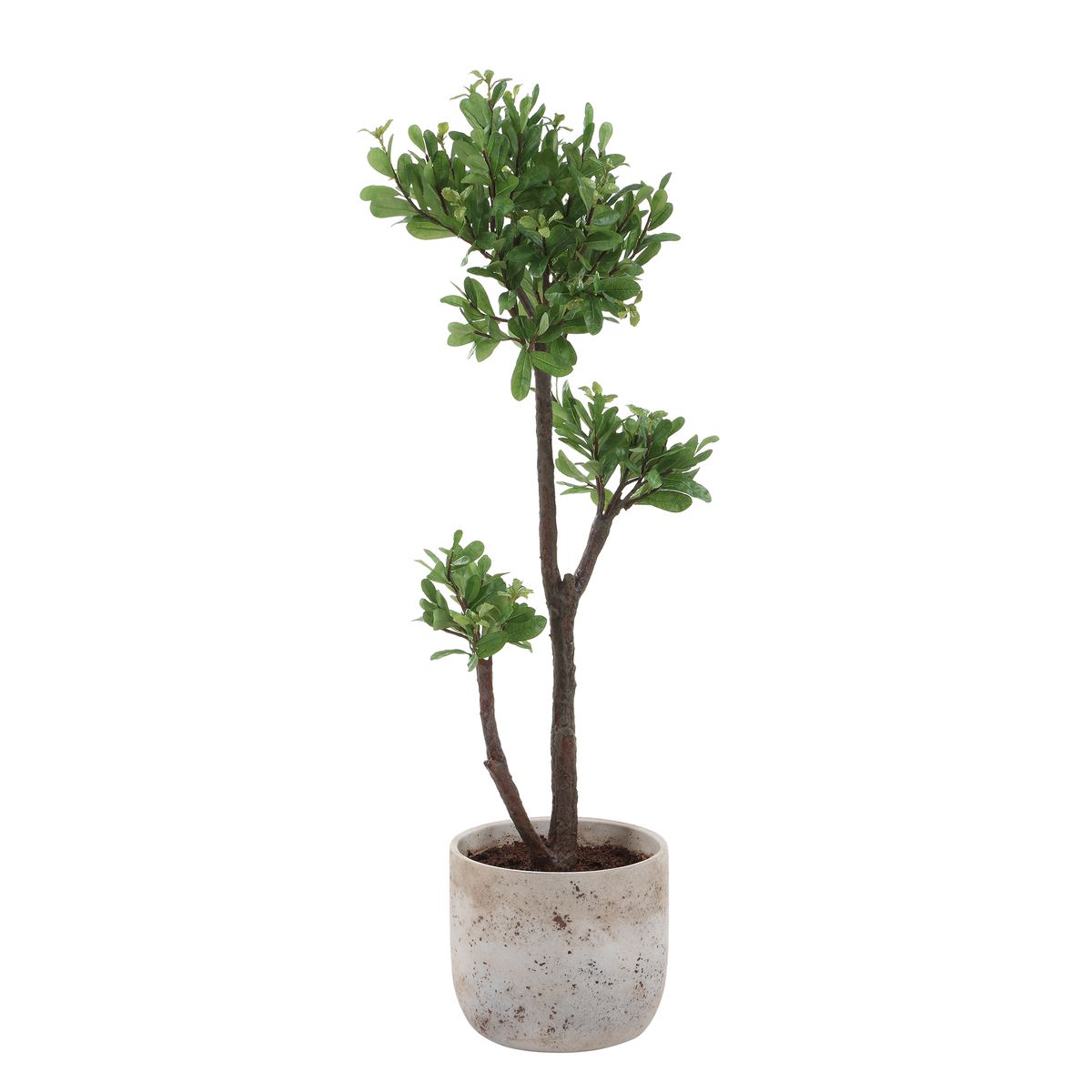 Arbor Strawberry Tree