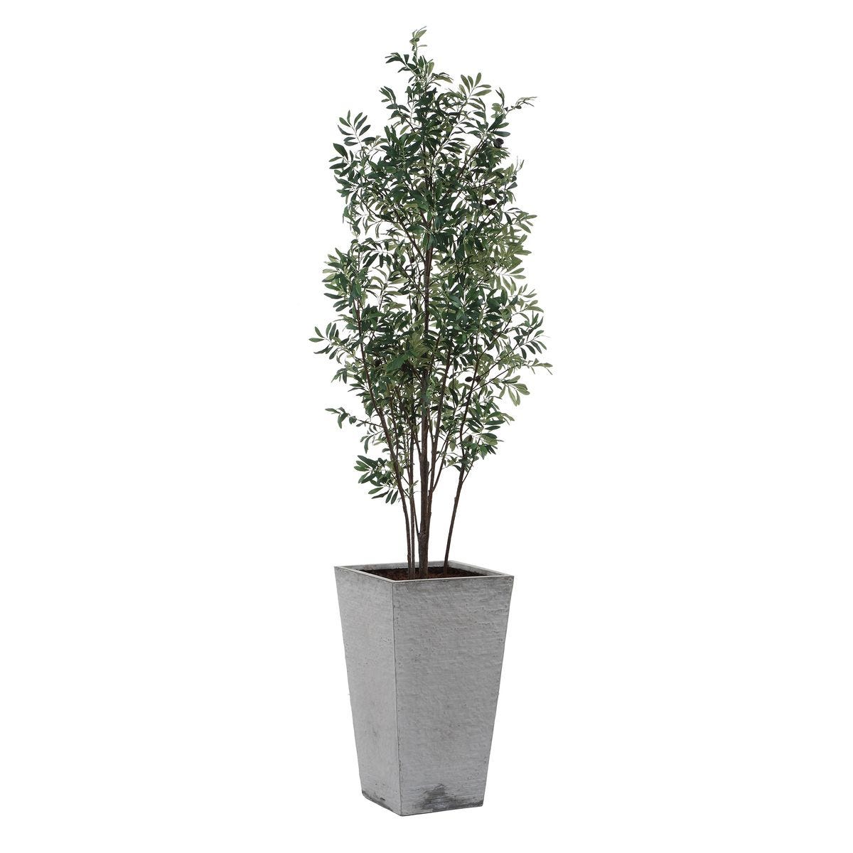 Sonora Olive Tree