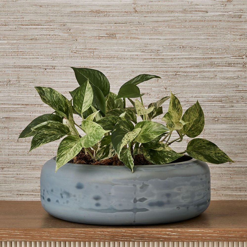 Cirrus Bowl