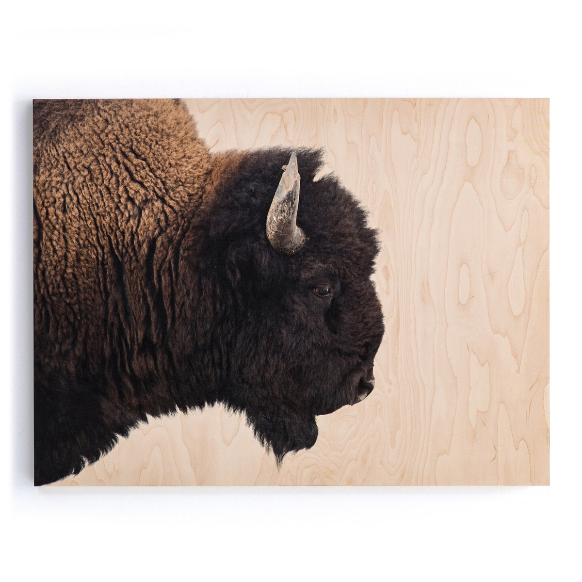American Bison